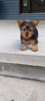 Ramona, a female Yorkshire Terrier for sale in Lovington, IL – 4 of 7