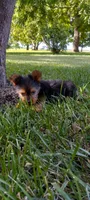 Ramona, a female Yorkshire Terrier for sale in Lovington, IL – 7 of 7