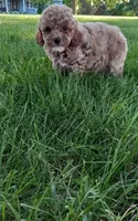 Addy, a female Poodle - Toy  for sale in Lovington, IL – 3 of 3
