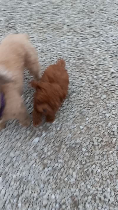 Angel, a female Poodle - Toy  for sale in Lovington, IL – 10 of 10