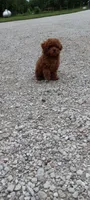 Angel, a female Poodle - Toy  for sale in Lovington, IL – 8 of 10
