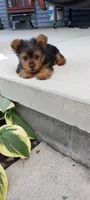Ramona, a female Yorkshire Terrier for sale in Lovington, IL – 6 of 7