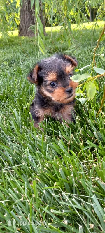 Ramona – Yorkshire Terrier puppy for sale in Lovington, IL