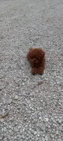 Angel, a female Poodle - Toy  for sale in Lovington, IL – 2 of 10