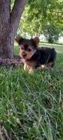 Ramona, a female Yorkshire Terrier for sale in Lovington, IL – 3 of 7