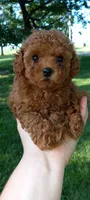 Angel, a female Poodle - Toy  for sale in Lovington, IL – 4 of 5