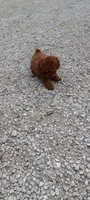 Angel, a female Poodle - Toy  for sale in Lovington, IL – 4 of 10
