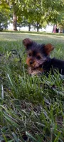 Ramona, a female Yorkshire Terrier for sale in Lovington, IL – 2 of 7