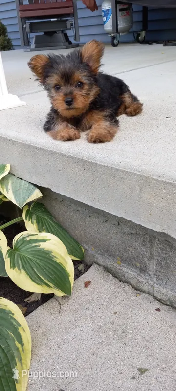 Ramona – Yorkshire Terrier puppy for sale in Lovington, IL