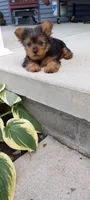 Ramona, a female Yorkshire Terrier for sale in Lovington, IL – 1 of 7