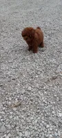 Angel, a female Poodle - Toy  for sale in Lovington, IL – 6 of 10