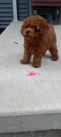 Angel, a female Poodle - Toy  for sale in Lovington, IL – 3 of 10