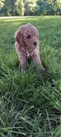Aldo, a male Poodle - Toy  for sale in Lovington, IL – 3 of 4