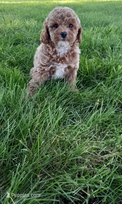 Addy – Poodle - Toy  puppy for sale in Lovington, IL