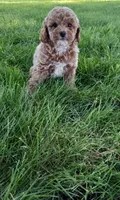 Addy, a female Poodle - Toy  for sale in Lovington, IL – 1 of 3