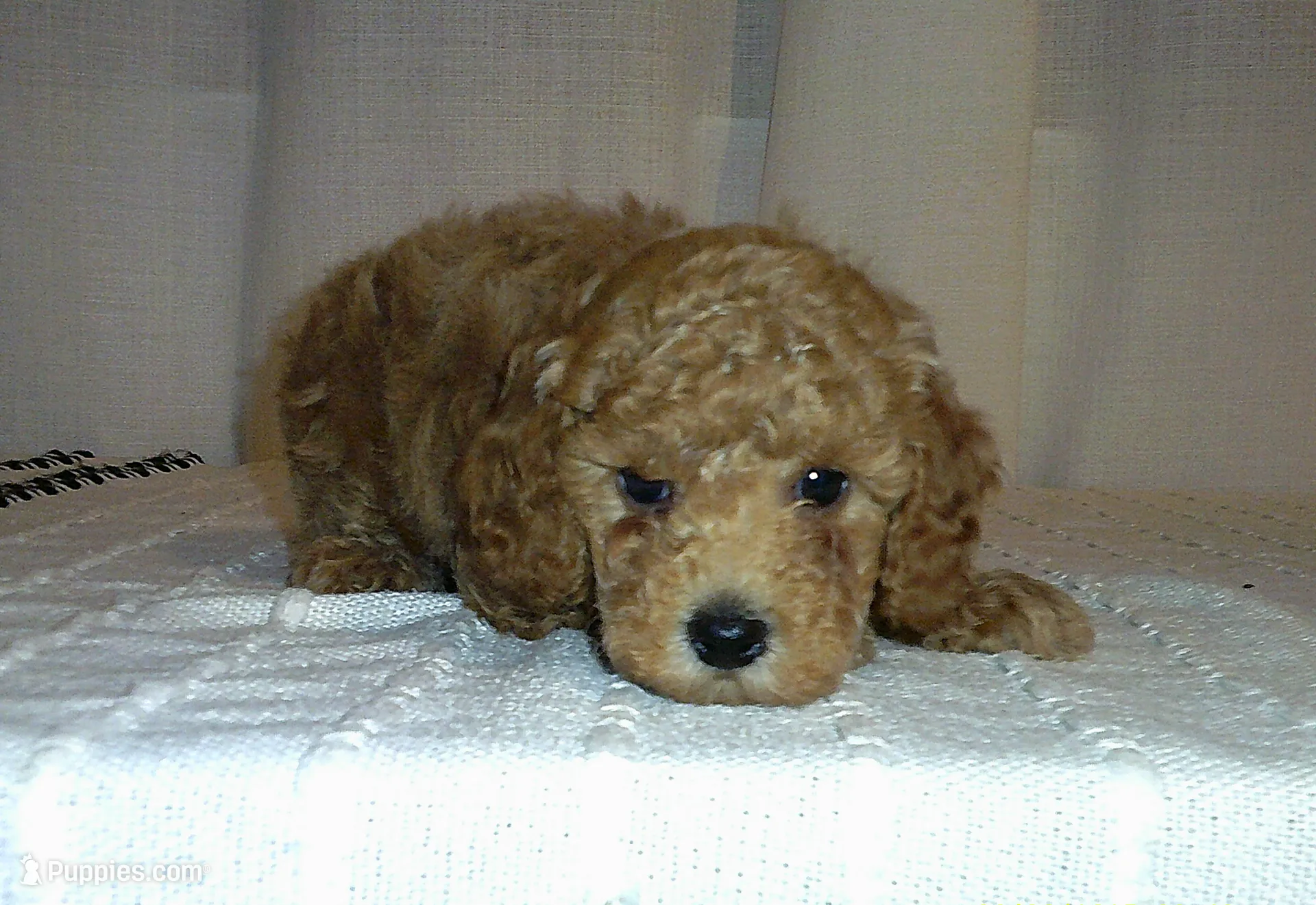 processed/1da1d7a6-eaed-4523-b168-602a1bb0d9c4/listing/a3162b0c-95bb-4a8a-b5c1-a8e2330473e6/20d46bf9-2599-42c1-8c96-8091a0849165