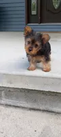 Ramona, a female Yorkshire Terrier for sale in Lovington, IL – 5 of 7