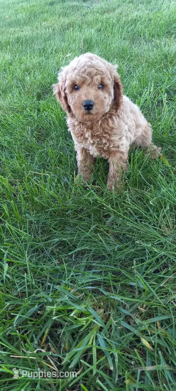 Aldo – Poodle - Toy  puppy for sale in Lovington, IL
