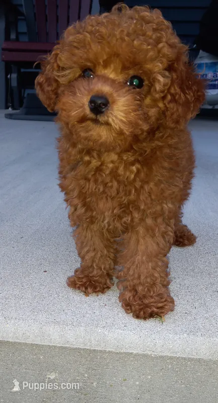 Angel – Poodle - Toy  puppy for sale in Lovington, IL