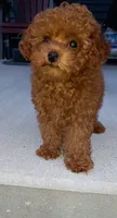 Angel, a female Poodle - Toy  for sale in Lovington, IL – 1 of 10
