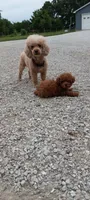 Angel, a female Poodle - Toy  for sale in Lovington, IL – 5 of 10