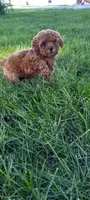 Angel, a female Poodle - Toy  for sale in Lovington, IL – 3 of 5