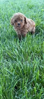 Angel, a female Poodle - Toy  for sale in Lovington, IL – 5 of 5