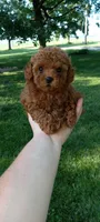 Angel, a female Poodle - Toy  for sale in Lovington, IL – 2 of 5