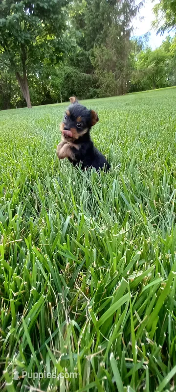 Rosy – Yorkshire Terrier puppy for sale in Lovington, IL