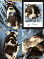 Napolean, a male English Springer Spaniel for sale in New London, MN – Photo 3 of 6