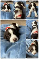 Napolean, a male English Springer Spaniel for sale in New London, MN – Photo 1 of 6