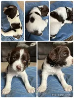Napolean, a male English Springer Spaniel for sale in New London, MN – Photo 4 of 6