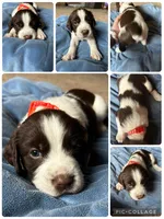Napolean, a male English Springer Spaniel for sale in New London, MN – Photo 6 of 6