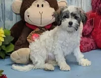 Floralie, a female Poodle - Miniature  and Havamalt for sale in Burns, KS – Photo 4 of 8