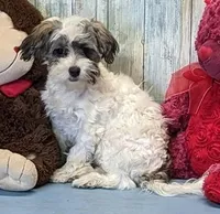 Floralie, a female Poodle - Miniature  and Havamalt for sale in Burns, KS – Photo 5 of 8