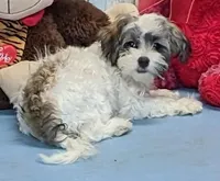 Floralie, a female Poodle - Miniature  and Havamalt for sale in Burns, KS – Photo 6 of 8