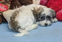 Floralie, a female Poodle - Miniature  and Havamalt for sale in Burns, KS – Photo 2 of 8