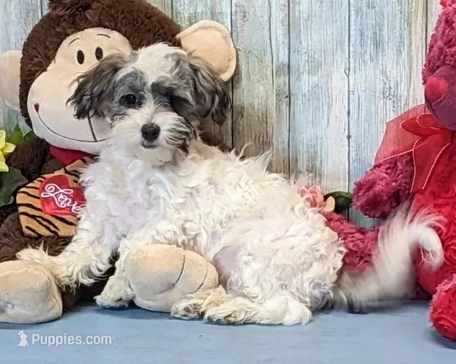Floralie – Poodle - Miniature , Havamalt puppy for sale in Burns, KS