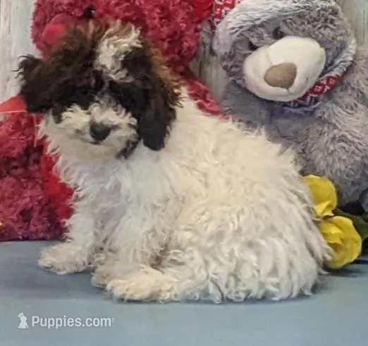 Victor – Poodle - Miniature  puppy for sale in Burns, KS