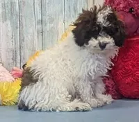 Victor, a male Poodle - Miniature  for sale in Burns, KS – Photo 5 of 8