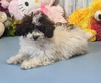 Victor, a male Poodle - Miniature  for sale in Burns, KS – Photo 6 of 8