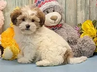 Harley, a male Shichon for sale in Burns, KS – Photo 2 of 7