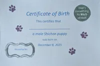 Harley, a male Shichon for sale in Burns, KS – Photo 7 of 7