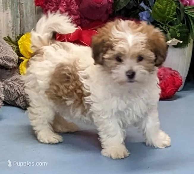 Harley – Shichon puppy for sale in Burns, KS