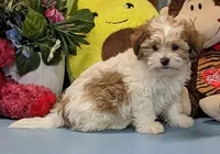 Harley, a male Shichon for sale in Burns, KS – Photo 5 of 7