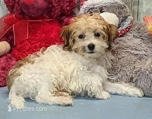 Theo – Havanese puppy for sale in Burns, KS