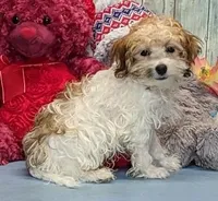 Theo, a male Havanese for sale in Burns, KS – Photo 3 of 6