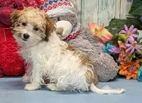 Theo, a male Havanese for sale in Burns, KS – Photo 2 of 6