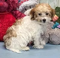 Theo, a male Havanese for sale in Burns, KS – Photo 5 of 6