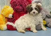 Flynn, a male Poodle - Miniature  and Havamalt for sale in Burns, KS – Photo 1 of 8